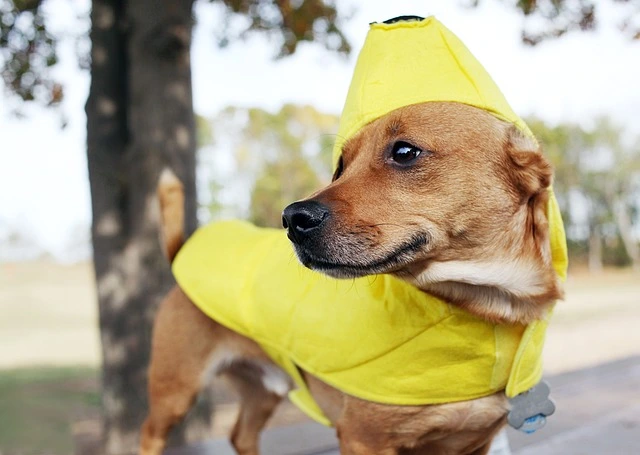 Mag een hond banaan?