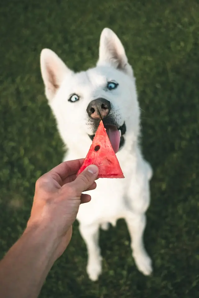 Mag een hond watermeloen eten?