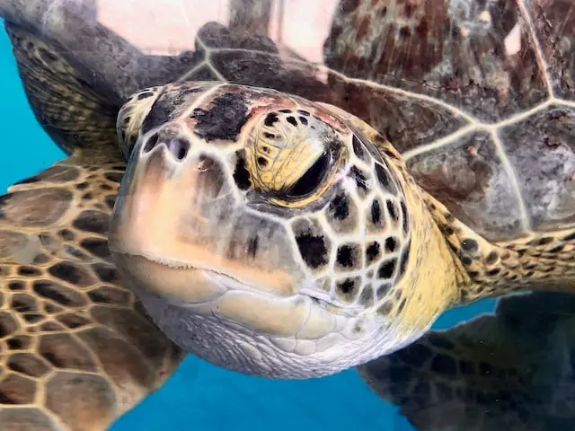 Schildpad als huisdier