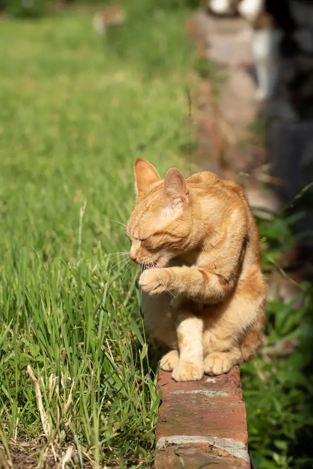Waarom eten katten gras?