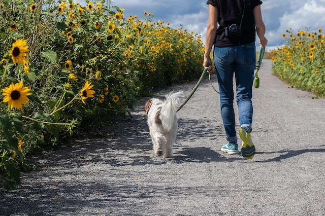  Wat te doen als je hond last heeft van jeuk aan zijn poten na een wandeling