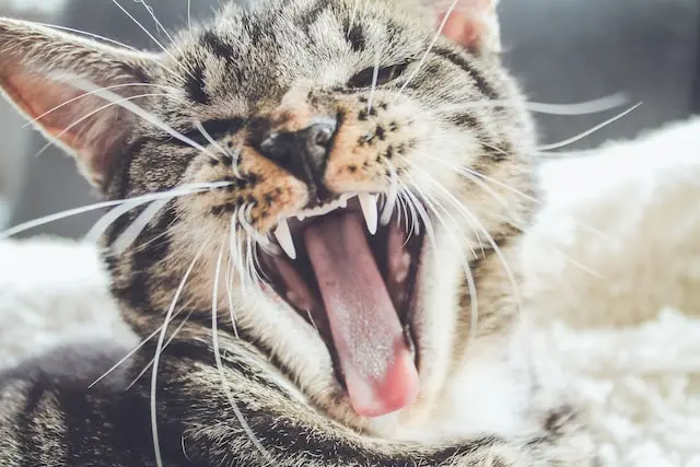 Waarom bijt een kat? – Een gids over het voorkomen van kattenbeten en waarom ze het doen