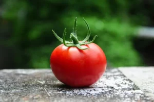 hond tomaat
