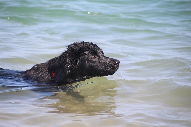 Hond aan het zwemmen 