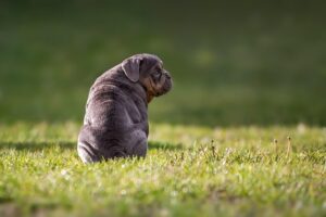 wratten bij honden