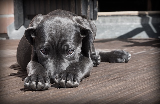 Teek verwijderen hond